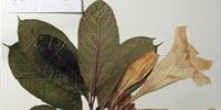 An Entire Botanical Garden of Genomes