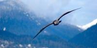 Could Gulls' Wings Inspire Smarter Airplane Design?