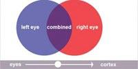 Findings on Eye-Signal Blending Re-Examines Nobel-Winning Research