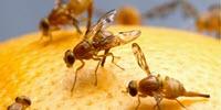 Fruit Flies Help to Shed Light on the Evolution of Metabolism