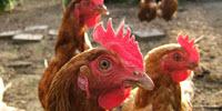 Hen Eggs Set to Crack Future Drug Production
