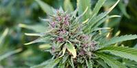 Increased Risk of Harm from Cannabis Across Europe