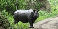More Animal Species under Threat of Extinction