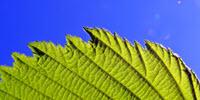 More Efficient Solar Cells Imitate Photosynthesis