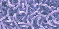 Mystery of Yemen Cholera Epidemic Solved