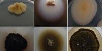 New Family of Fungi Threatens a UNESCO-Listed 8-Century-Old Cathedral in Portugal