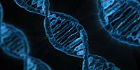 New Method Facilitates Study of the Effects of Chemicals on DNA