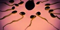 Recurrent Miscarriage Linked to Faulty Sperm