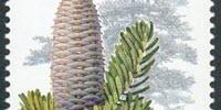 Researchers Race against Extinction to Uncover Tree's Cancer-Fighting Properties