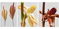 Unraveling of 58-Year-Old Corn Gene Mystery May Have Plant-Breeding Implications