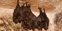 Bat Influenza Viruses Could Infect Humans