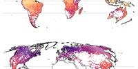 Complete World Map of Tree Diversity