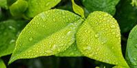 Leaves: Nature's Most Sophisticated Environment Sensors