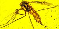 Mosquitoes That Carry Malaria May Have Been Doing So 100 Million Years Ago