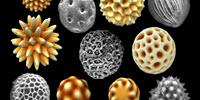 Nature Prefers Asymmetrical Pollen Grains