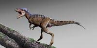 New Species of Tiny Tyrannosaur Foreshadows Rise of T. Rex