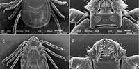 Researchers Rush to Identify Invasive Self-Cloning Tick