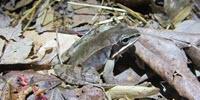 Study Shows Hope for Fighting Disease Known as Ebola of Frogs