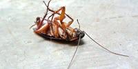 Would Cockroaches Really Survive a Nuclear Apocalypse?