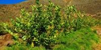 A Lawn Is Better Than Fertilizer for Growing Healthy Blueberries