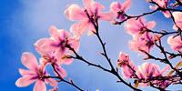 Changes in Onset of Spring Linked to More Allergies across the US
