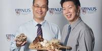 Eating Mushrooms May Reduce the Risk of Cognitive Decline