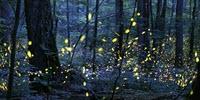 Fireflies, Heart Beats, and the Science of Sync