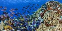 Fish Diversity Linked to Caribbean Coral Reef Health