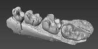 Fossil Teeth from Kenya Solve Ancient Monkey Mystery