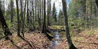 Nitrogen Pollution's Path to Streams Weaves through More Forests—and at a Faster Pace—than Suspected
