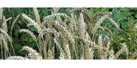 Research Identifies Mechanism That Helps Plants Fight Bacterial Infection