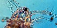 Small Animals with Big Impact