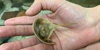 Study Confirms Horseshoe Crabs Are Really Relatives of Spiders, Scorpions