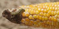 Study First to Show Processes Determining Fate of New RNA Pesticides in Soils
