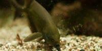 Bionics: Electric View in Murky Waters