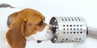 Can Dogs Accurately Sniff Out Cancer in Blood?