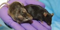 Can Flipping Coins Replace Animal Experiments?