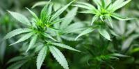 Cannabidiol Could Help Deliver Medications to the Brain