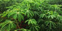 Gene-Editing Technology May Produce Resistant Virus in Cassava Plant