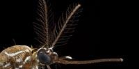 How Mosquitoes Smell Human Sweat—And New Ways to Stop Them