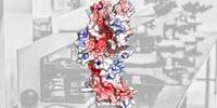 Major Findings Help Understand Bacteria's 'Superglue'