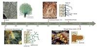 Plants, Microbes Shape Global Biomes through Local Underground Alliances