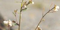 Scientists Crack the Code to Regenerate Plant Tissues