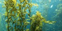 Underwater Forests a Treasure Trove of New Drugs