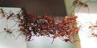 ‘Ant Bridge’-Inspired Nanoparticle Assembly Fixes Broken Electrical Circuits