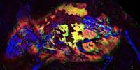 3-Million-Year-Old Fossilized Mouse Reveals Evolutionary Secrets of Color