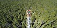 A Forest 'Glow' Reveals Awakening from Hibernation
