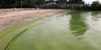Algal Blooms in Lake Erie's Central Basin Could Produce Neurotoxins