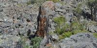 Amount of Carbon Stored in Forests Reduced as Climate Warms