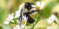 As Bumblebee Diets Narrow, Ours Could Too